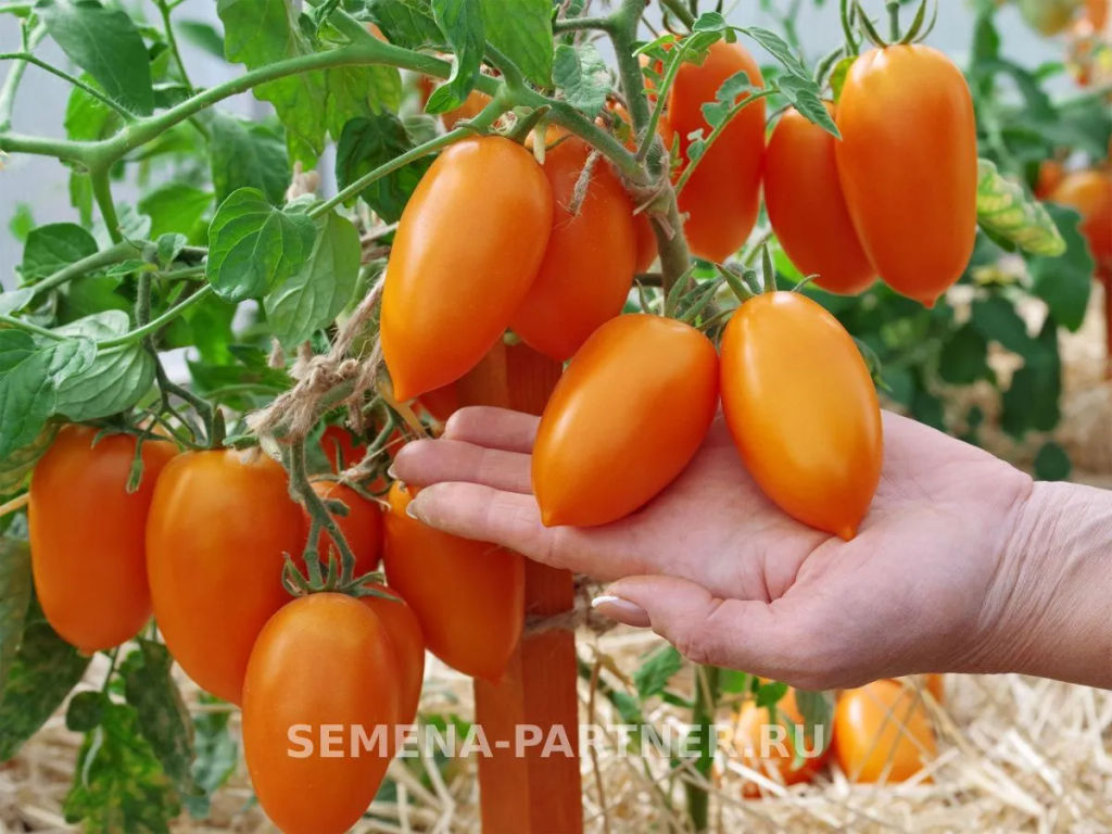 Томат Шурим - Партнер фото 6