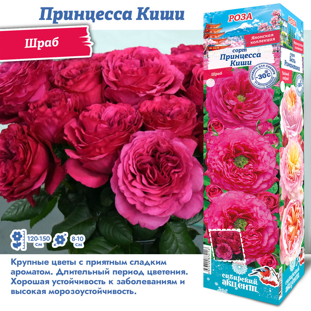Роза Принцесса Киши (Японская) 1шт