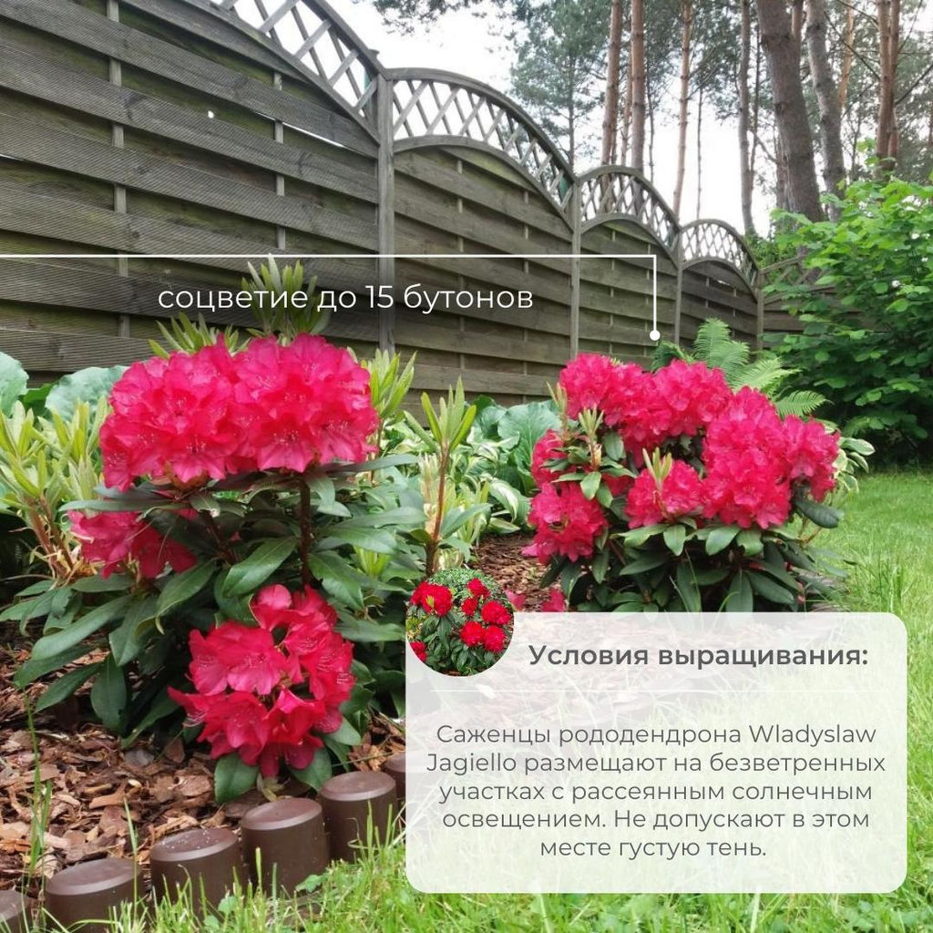 Рододендрон Wladyslaw Jagiello, Royal Red (Владислав Ягелло, Роял Ред) - Долина роз фото 4