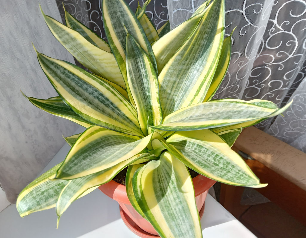 Сансевиерия Хани Голд