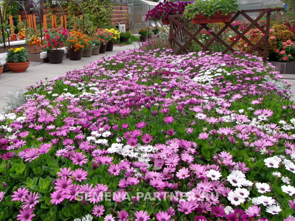 Остеоспермум Эклона Звезды Галактики Орион - Партнер фото 5