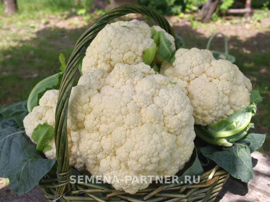 Капуста цветная Уайт Эксел - Партнер фото 3