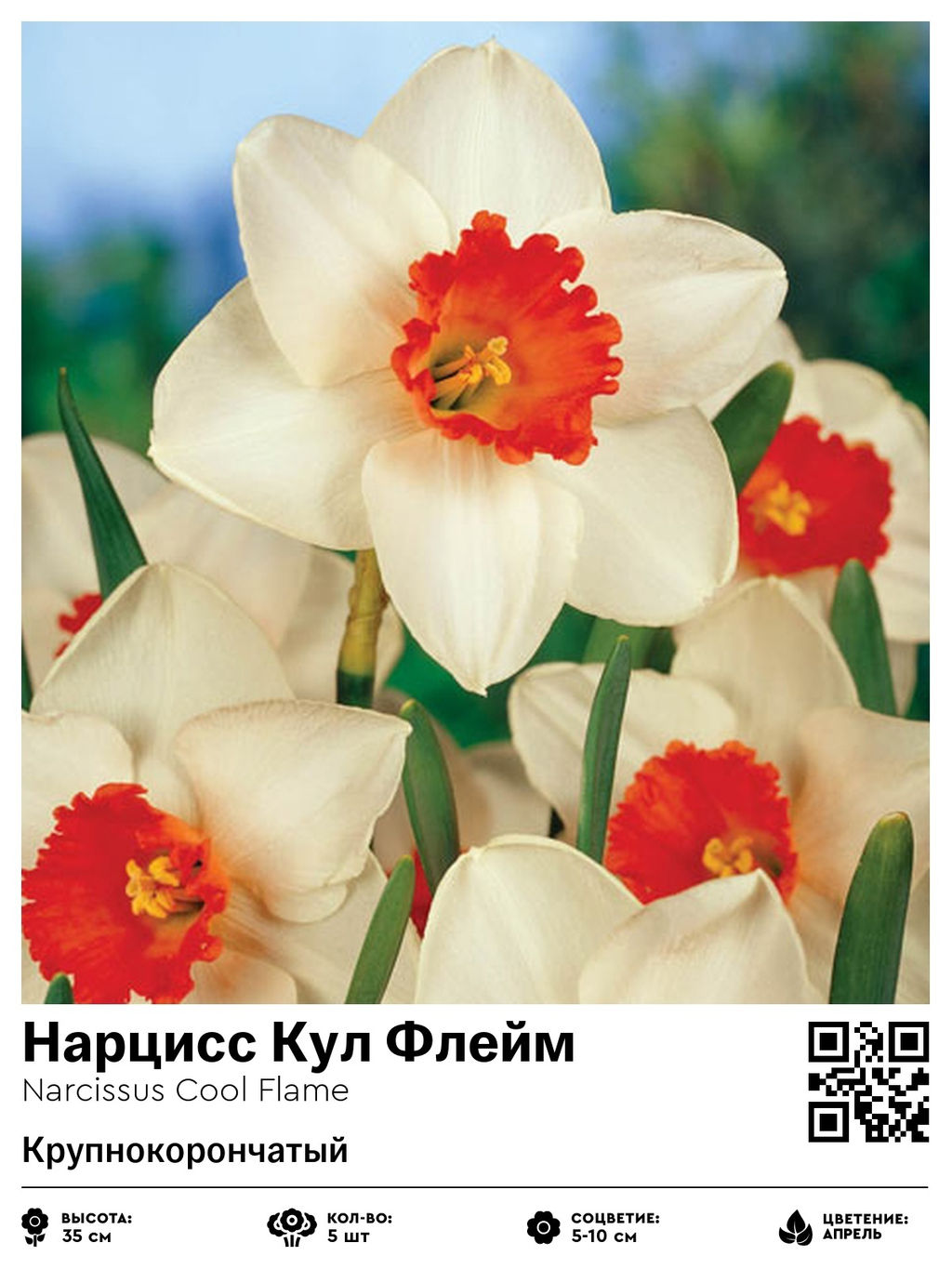 Нарцисс Cool Flame (Крупнокорончатый) - Голландские луковицы фото 2