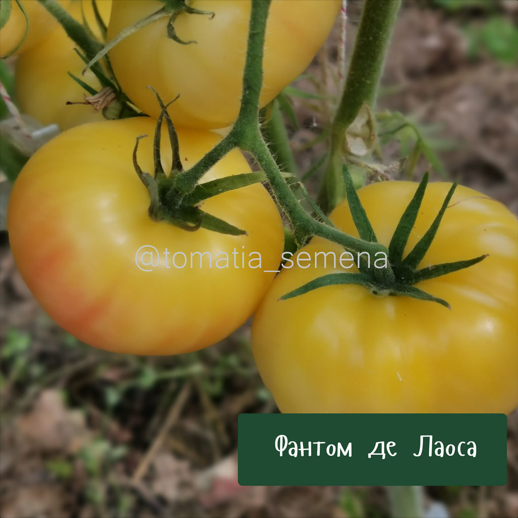 Фантом де Лаоса - Tomatia фото 3