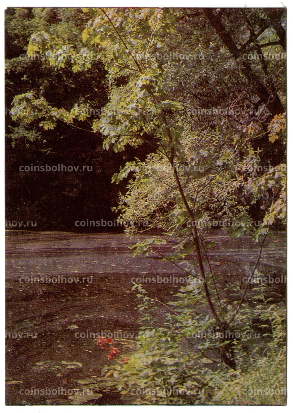 Открытка Музей-усадьба Ясная Поляна. Средний пруд в парке