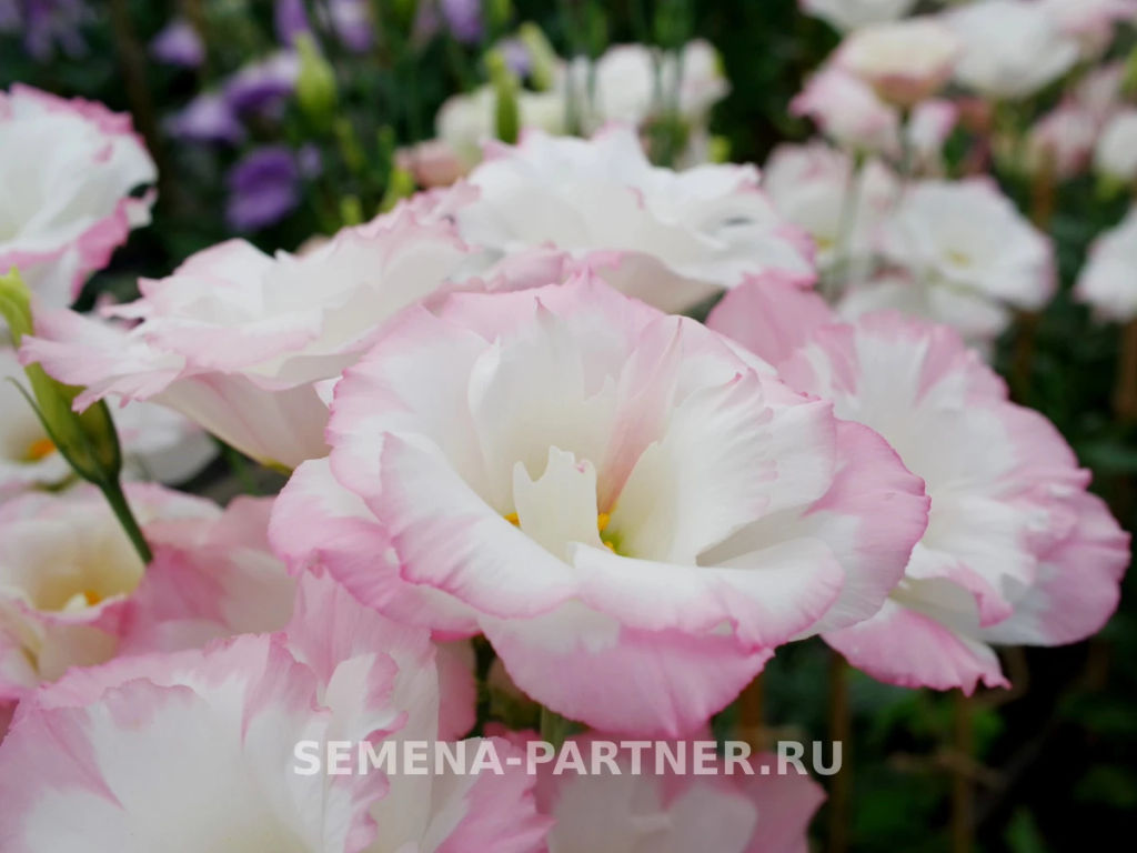 Эустома срезочная махровая бело-розовая Мадам Бенуа - Партнер фото 2