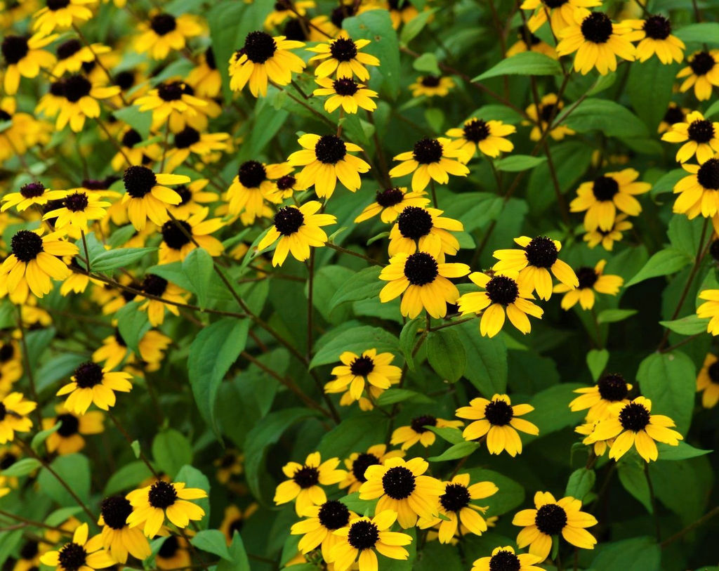 Санвиталия ЖЁЛТАЯ С ЧЁРНЫМ ЦЕНТРОМ Красивое стелющееся растение! Длительное непрерывное цветение! - Уральский дачник фото 2