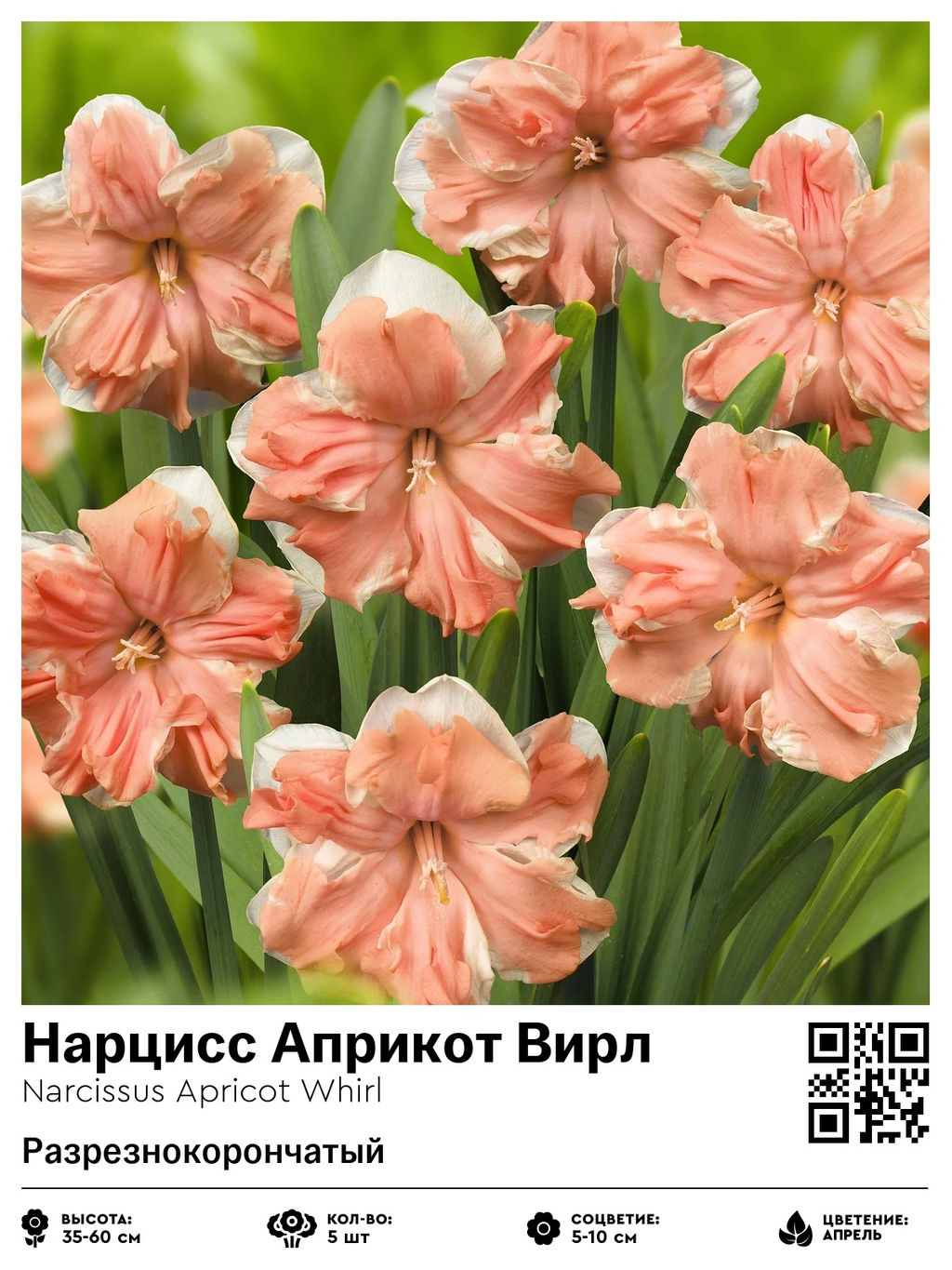 Нарцисс Apricot Whirl (Разрезнокорончатый) - Голландские луковицы фото 2