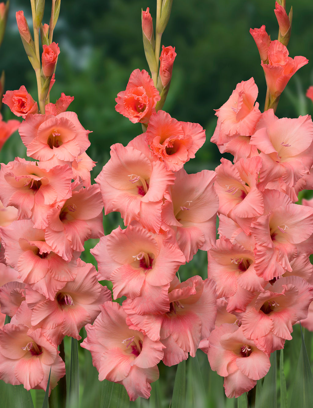 ГЛАДИОЛУС Джорджия Пич Разбор 10/12 Кол-во упак., шт 8