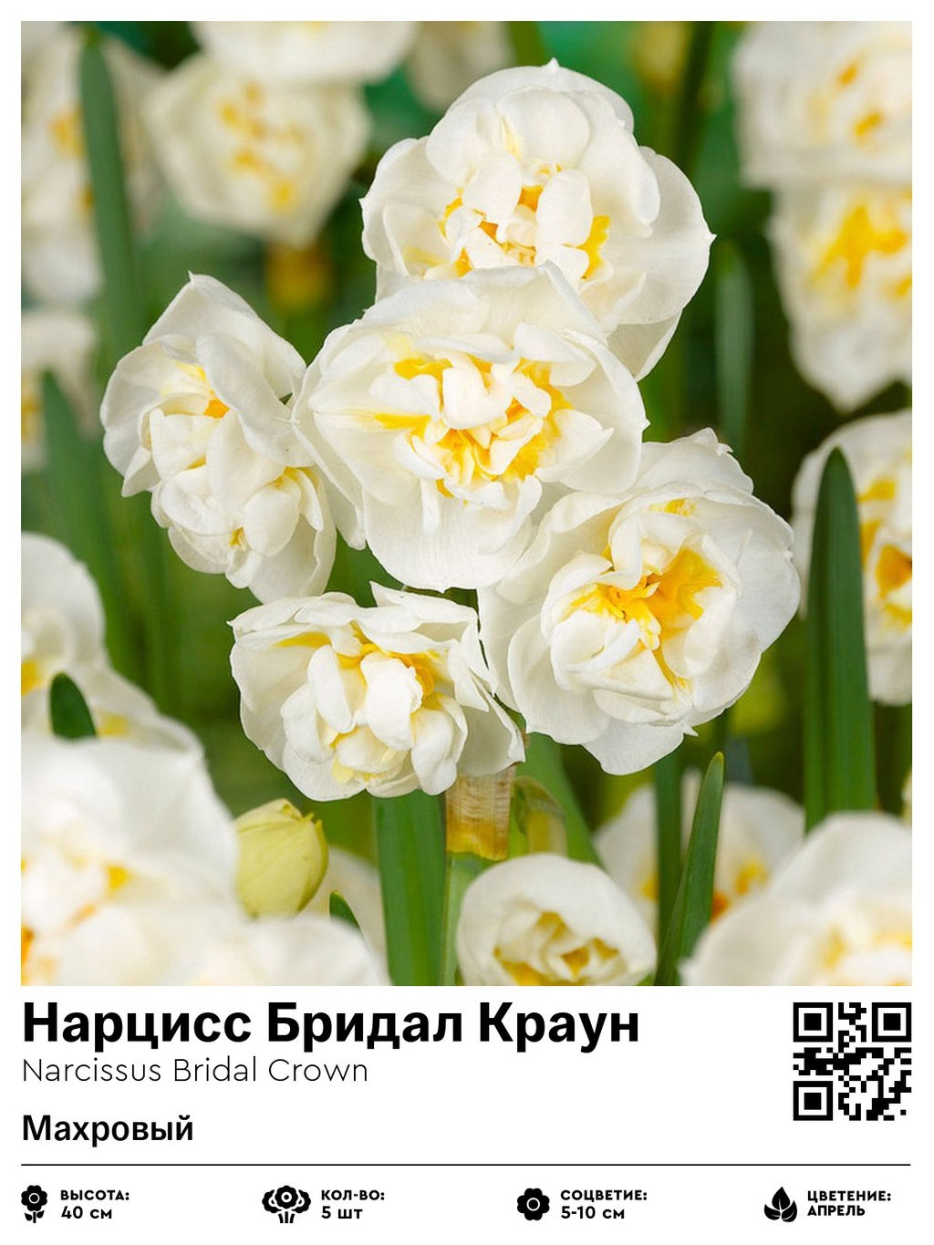 Нарцисс Bridal Crown (Махровый) - Голландские луковицы фото 2