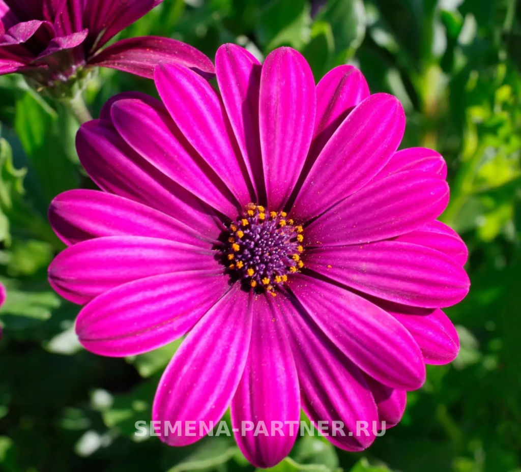 Остеоспермум Эклона Звезды Галактики Орион - Партнер фото 3