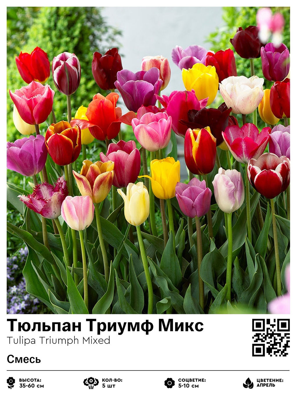 Тюльпан Triumph Mixed (Триумф) - Голландские луковицы фото 2