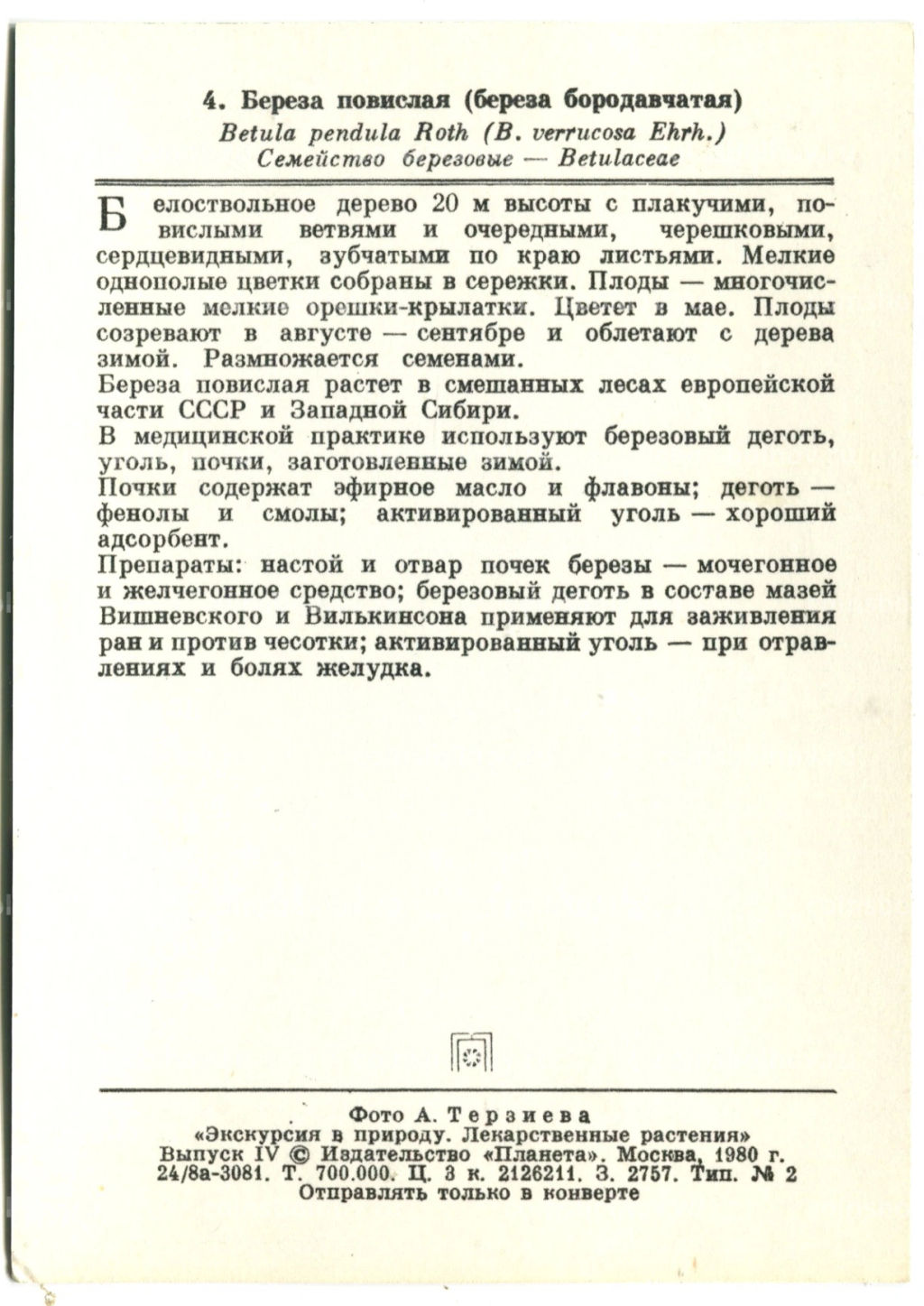 Открытка Береза повислая (береза бородавчатая)