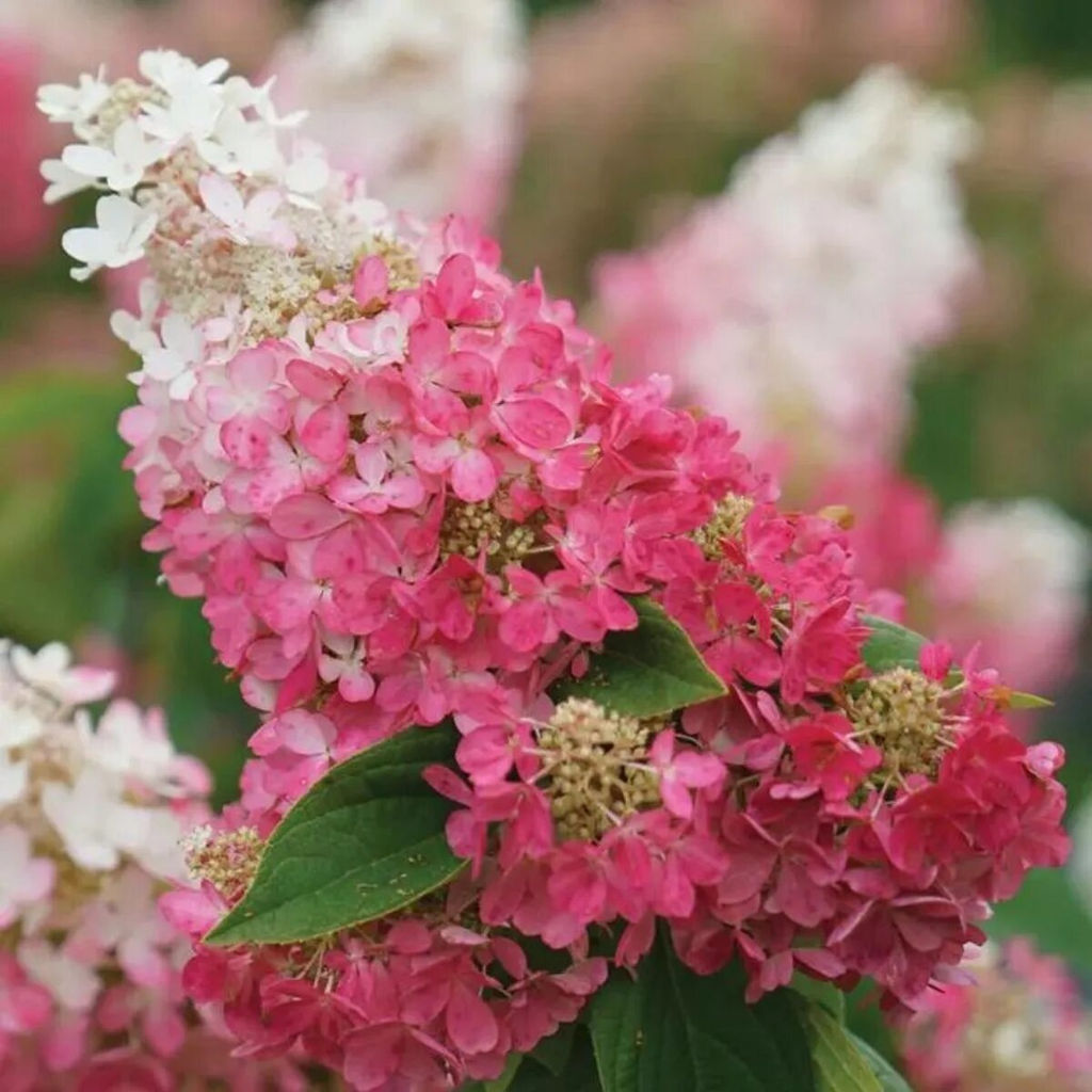 Гортензия метельчатая "Pinky Winky" ("Пинки винки")