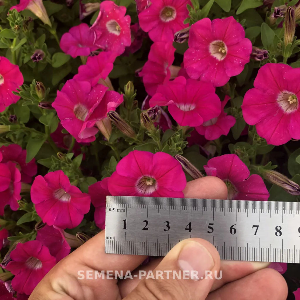 Петуния МиМи Жаклин каскадная розовая с глазком - Партнер фото 7