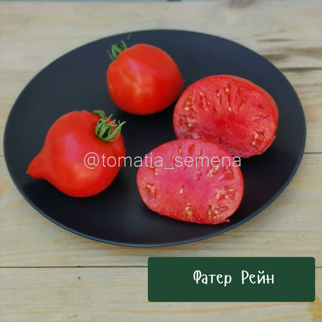 Фатер Рейн - Tomatia фото 2