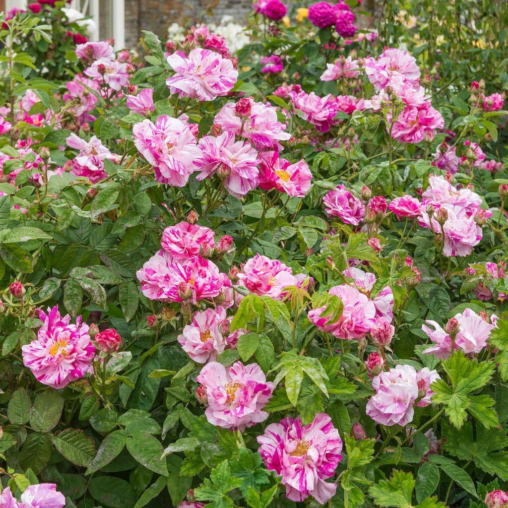 Версиколор (чайно-гибридная) - 1000корней фото 3