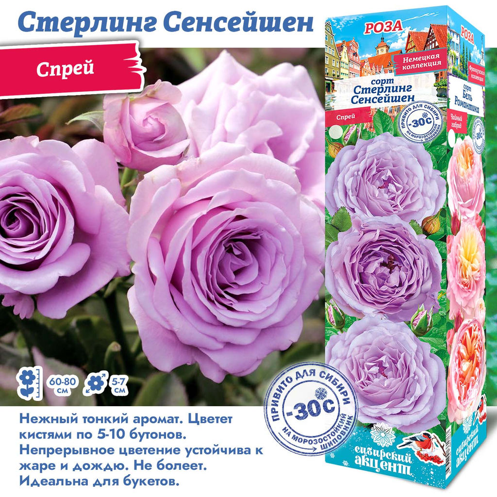 Роза Стерлинг Сенсейшен (Спрей) 1шт