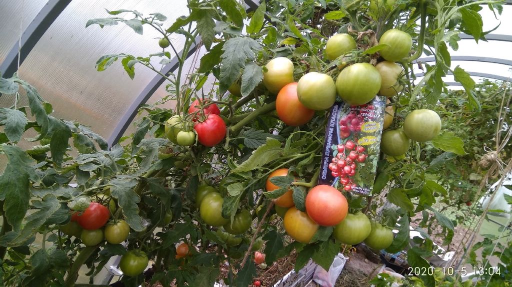 Томат ГЕРМАН F1 - Уральский дачник фото 17