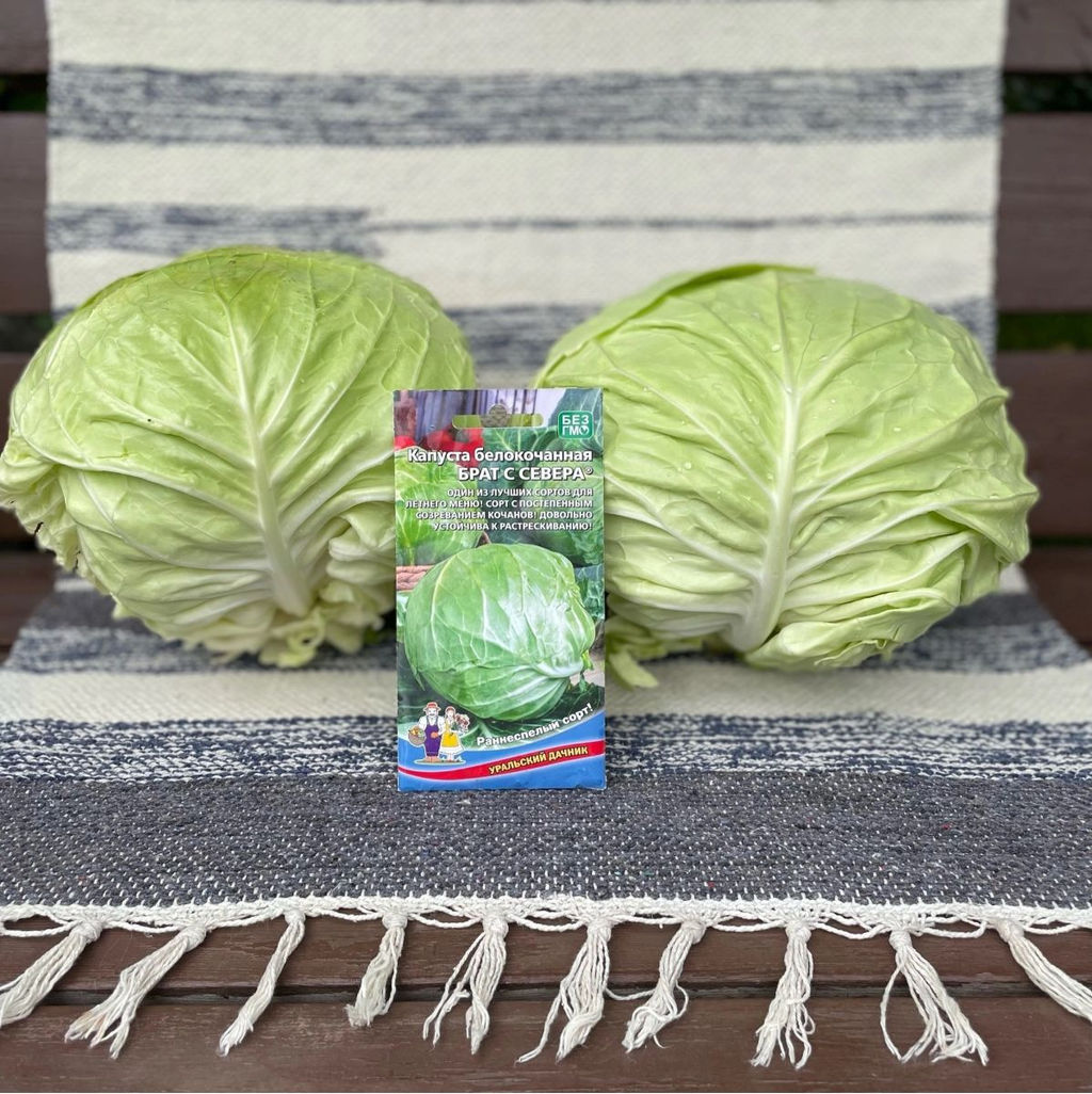Капуста БРАТ С СЕВЕРА Один из лучших сортов для летнего меню! Сорт с постепенным созреванием кочанов! Довольно устойчива к растрескиванию! - Уральский дачник фото 2