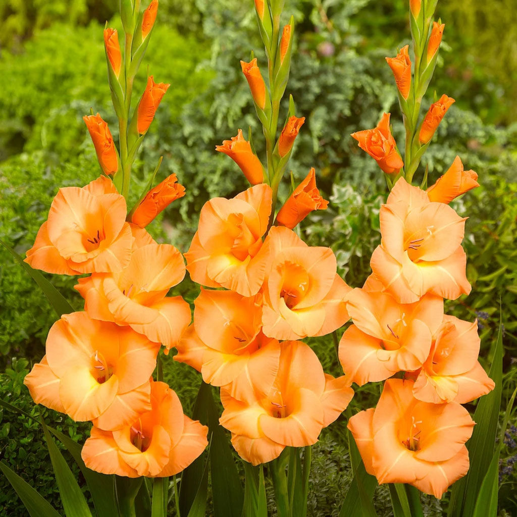 ГЛАДИОЛУС Эста Бонита Разбор 10/12 Кол-во упак., шт 10