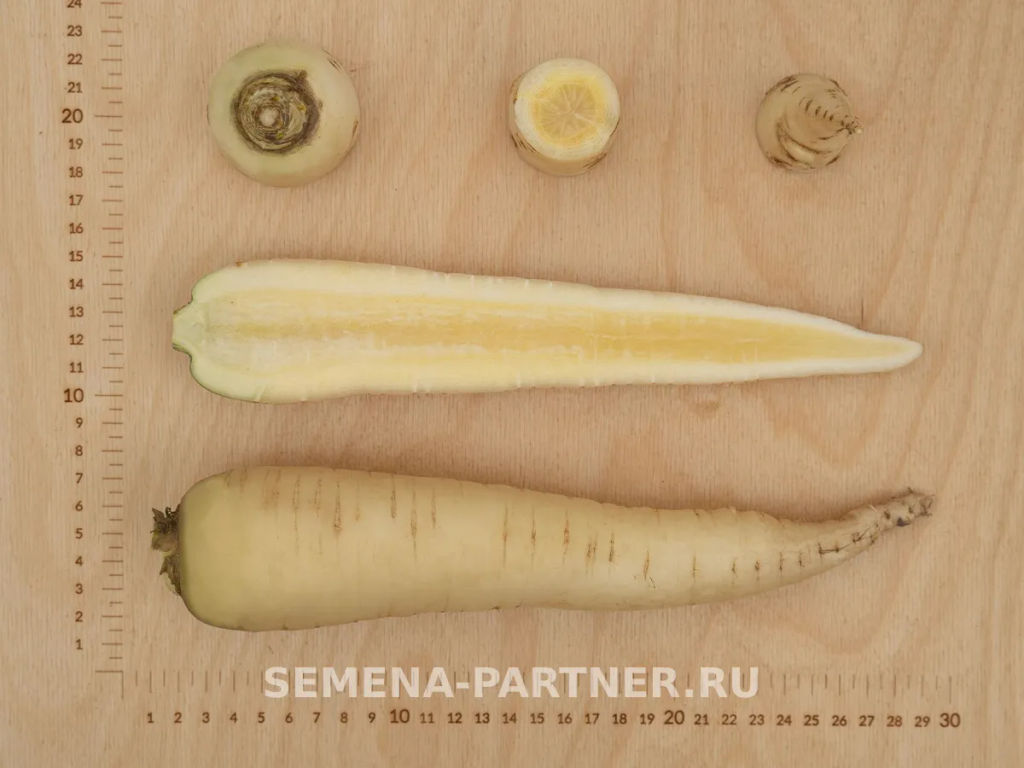 Морковь Вайт Сатин - Партнер фото 4