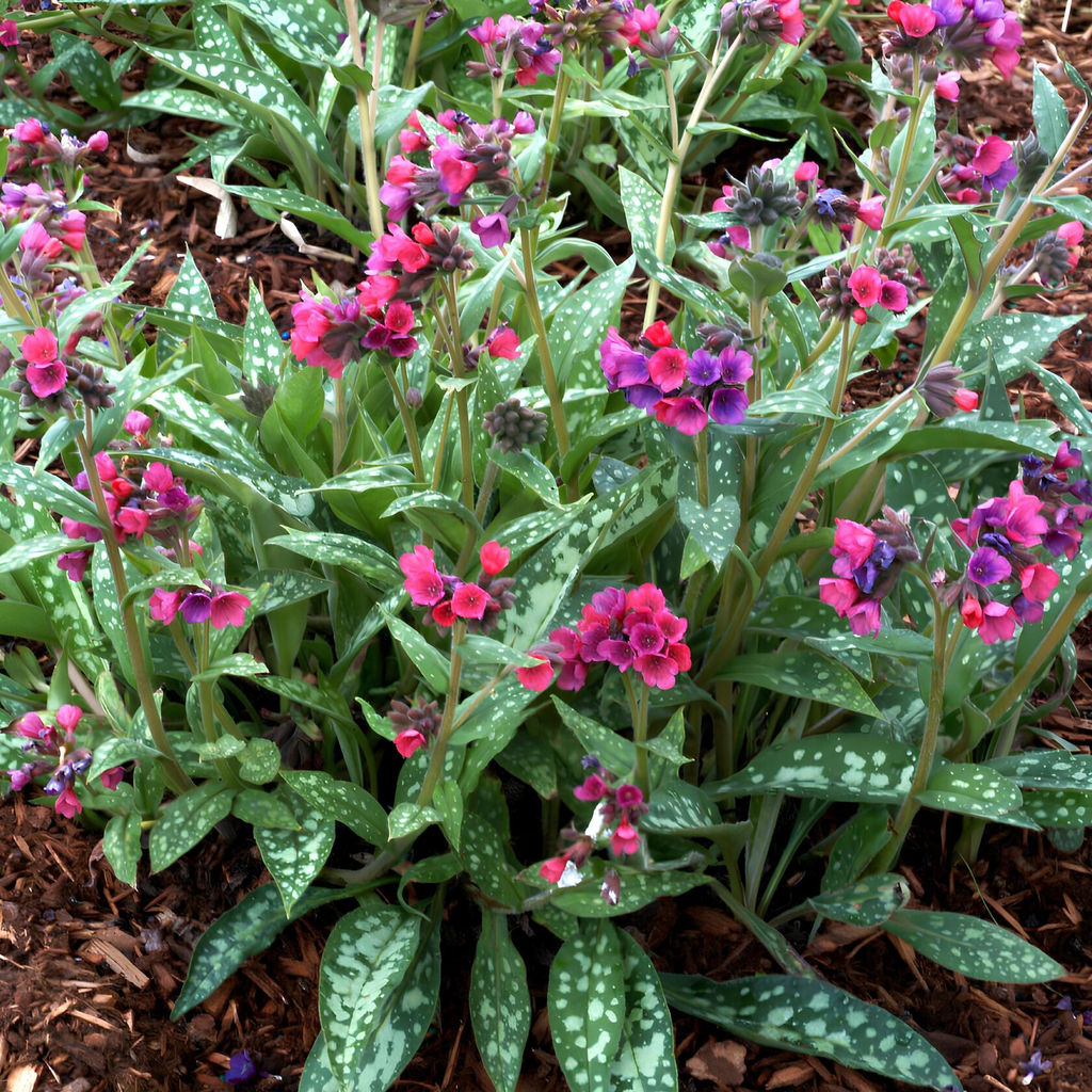 Медуница Raspberry Splash (Гибридная) - Голландские луковицы фото 2