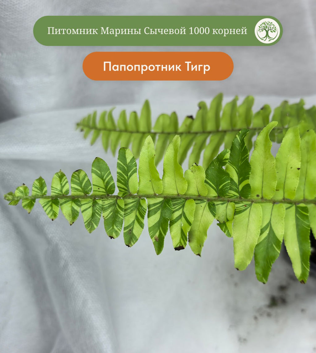 Папоротник Тигр