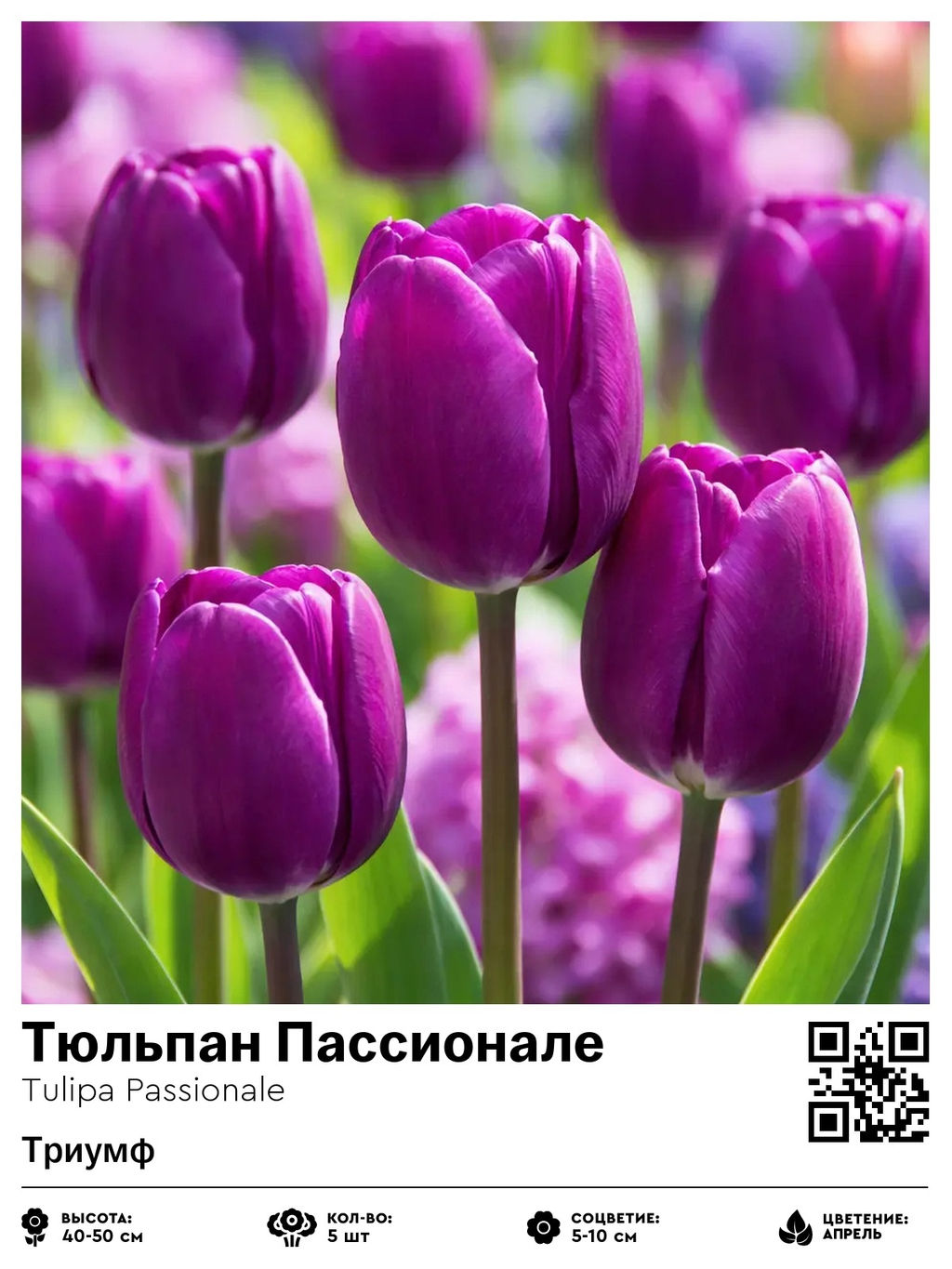 Тюльпан Passionale (Триумф) - Голландские луковицы фото 2