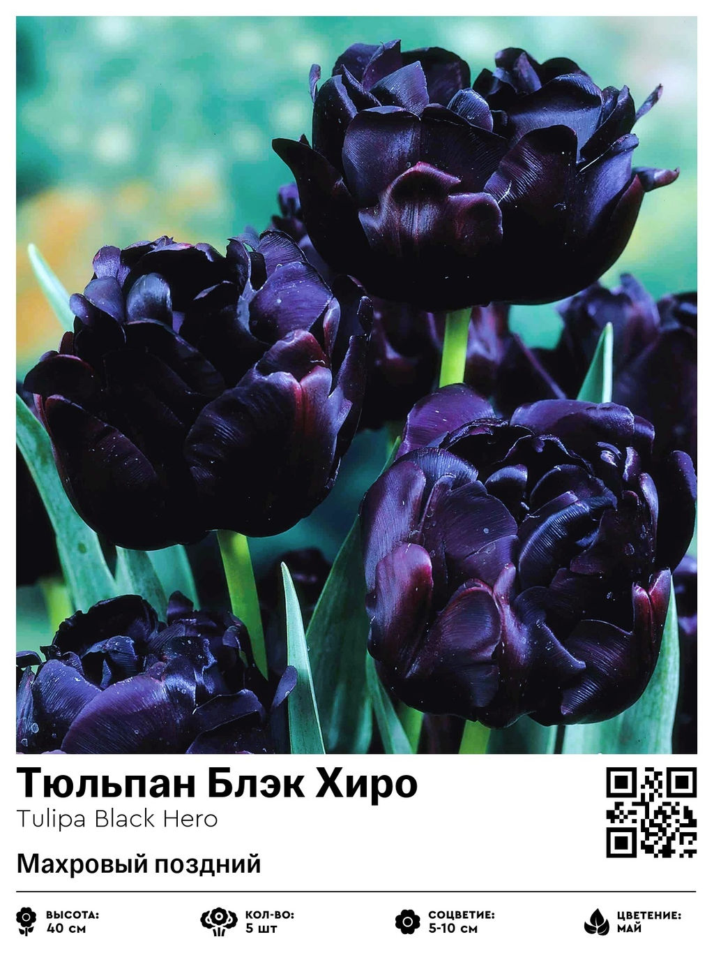 Тюльпан Black Hero (Махровый поздний) - Голландские луковицы фото 2