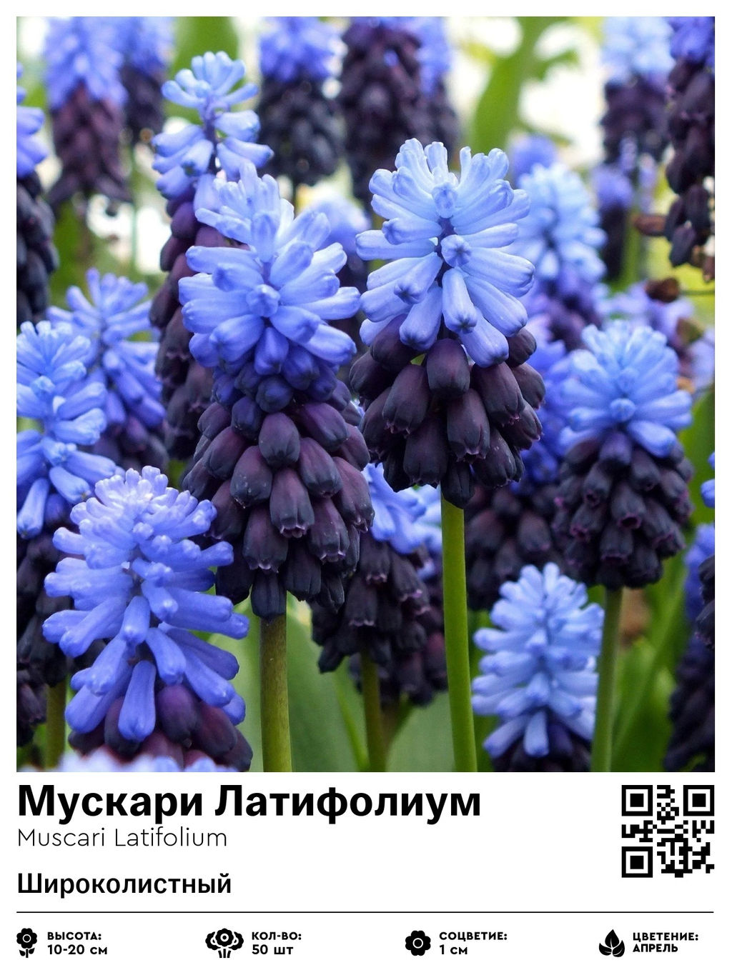 Мускари Latifolium - Голландские луковицы фото 2