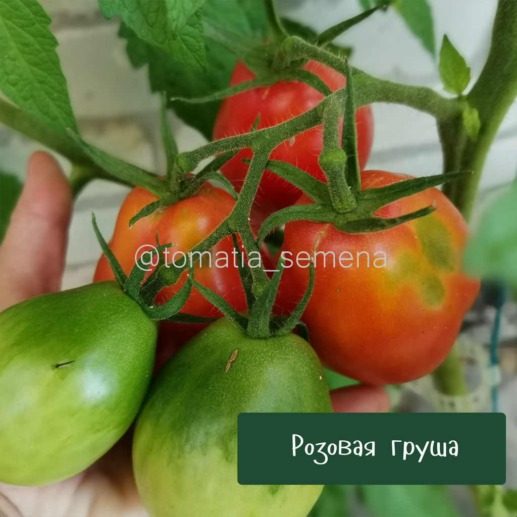 Розовая груша - Tomatia фото 3