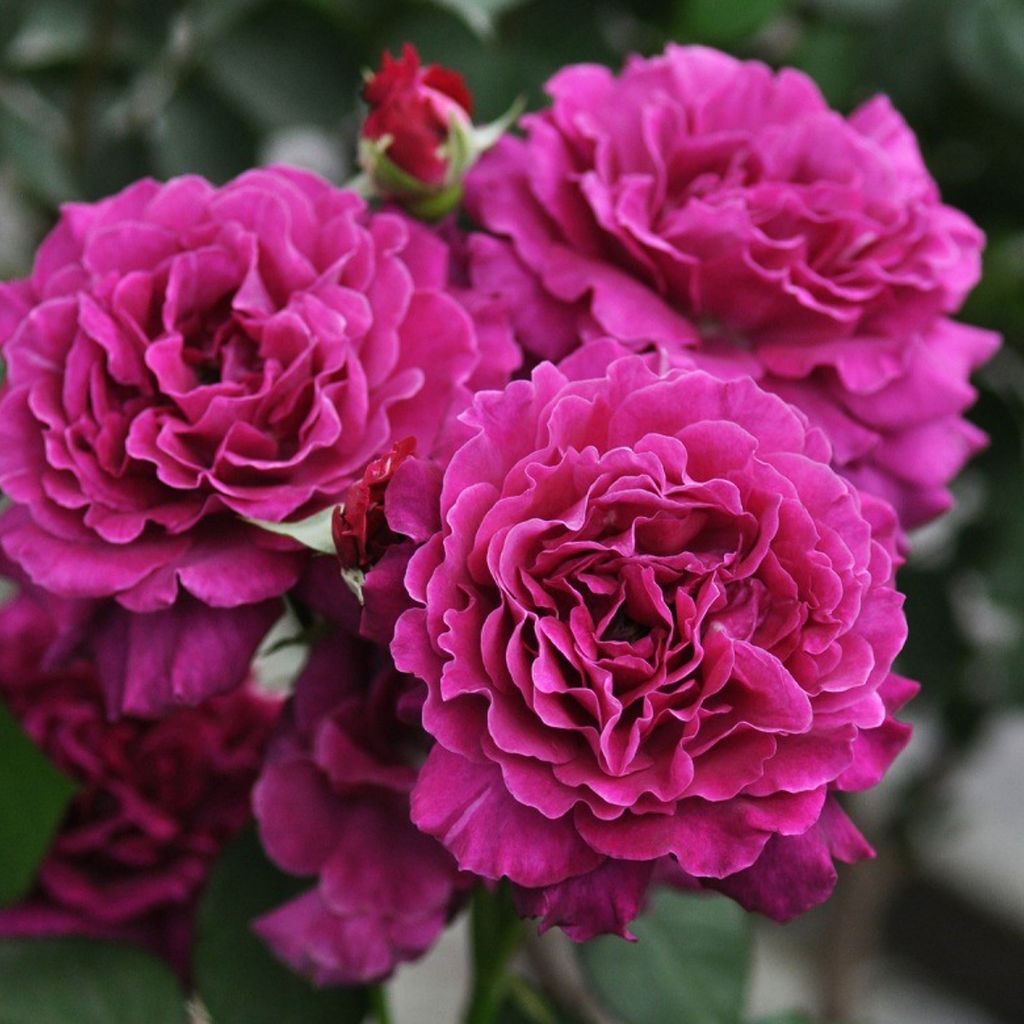 Роза Вагулетта (Флорибунда) 1шт