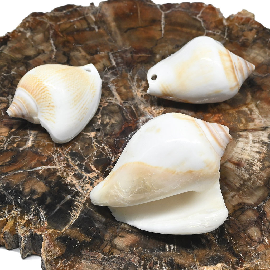 Ракушка морская в натуральном цвете 20*35мм Радуга камня