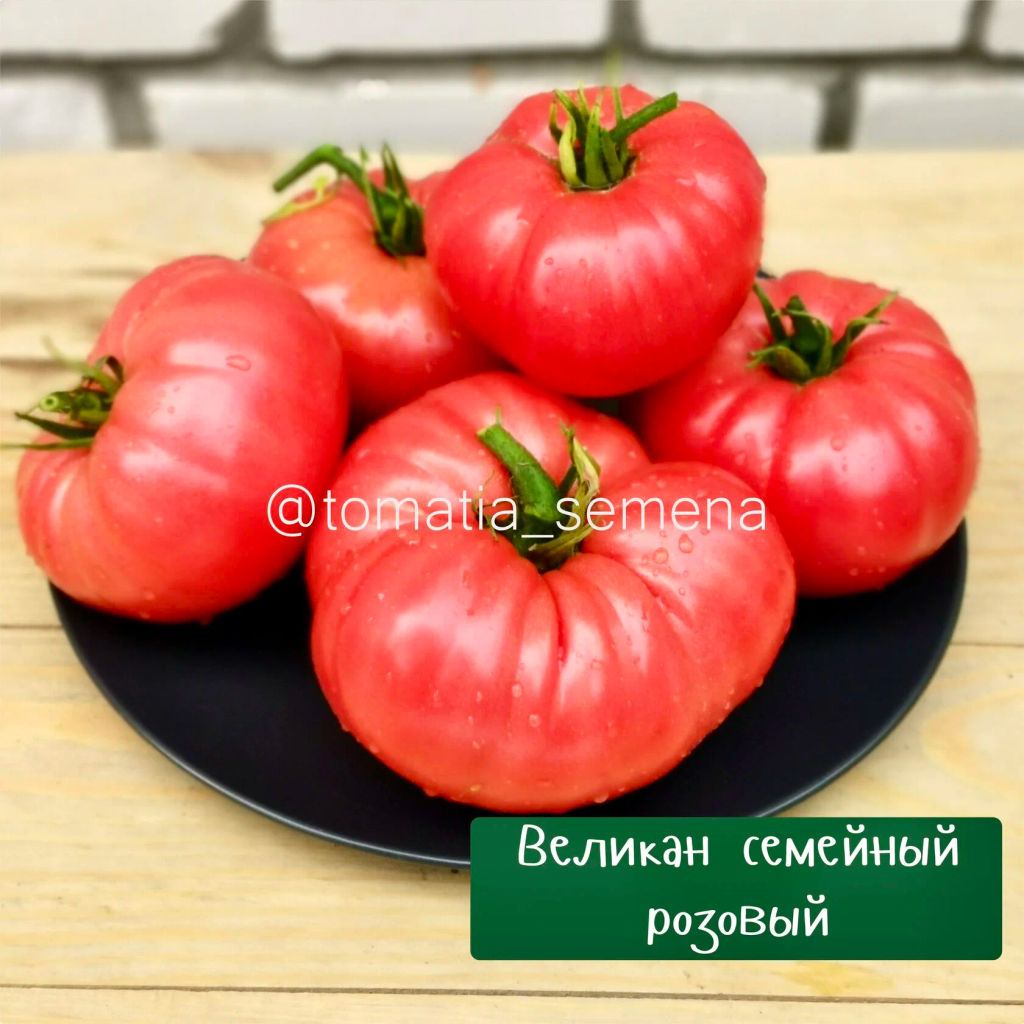 Великан семейный розовый