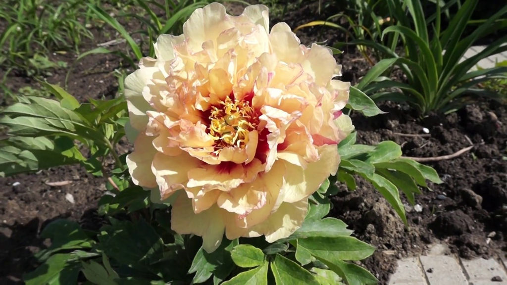 ПИОН Ито Кенери Брилиантс Разбор 2/3 n Кол-во упак., шт 1