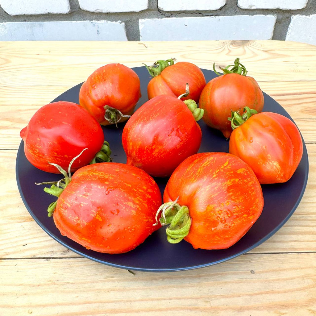 Кирпичная груша Алмейра НОВИНКА 2025 года!