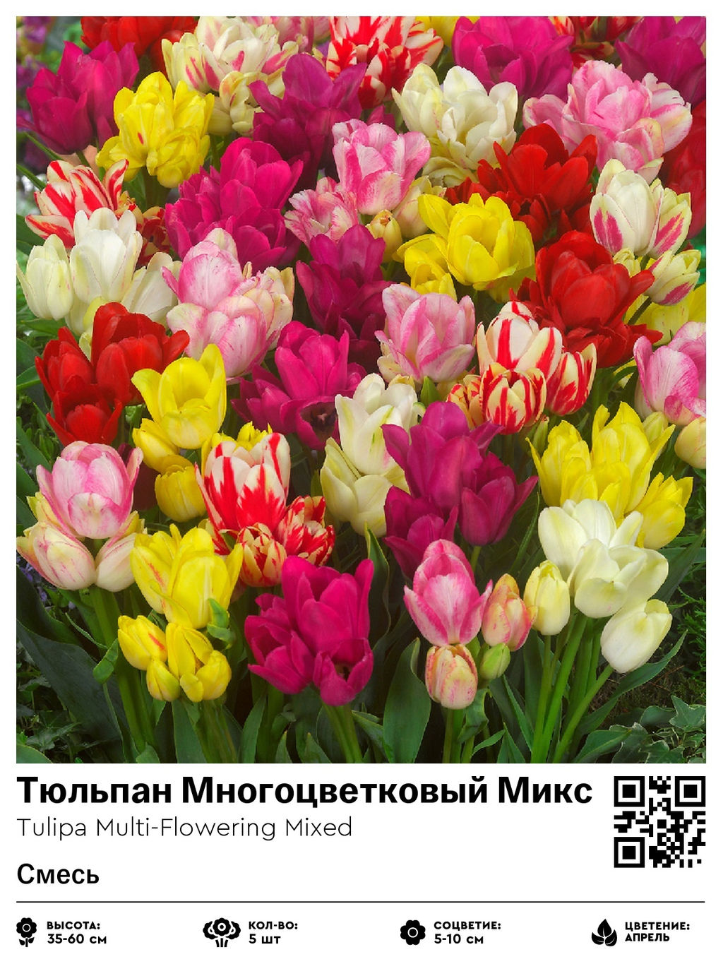 Тюльпан Multi-Flowering Mixed (Многоцветковый) - Голландские луковицы фото 2