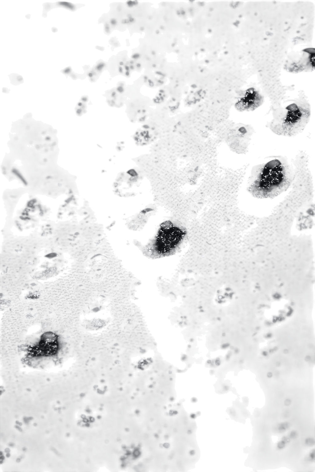 Ветровка мужская