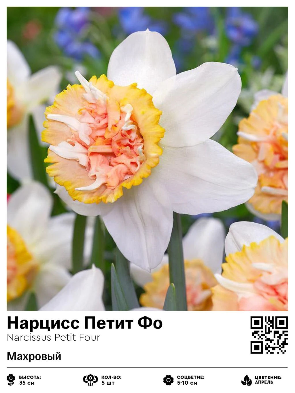 Нарцисс Petit Four (Махровый) - Голландские луковицы фото 2