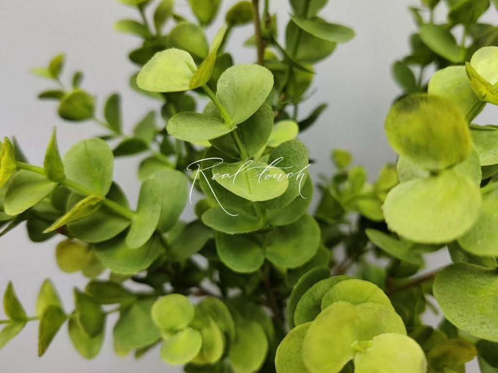 Эвкалипт пучок - Зеленый