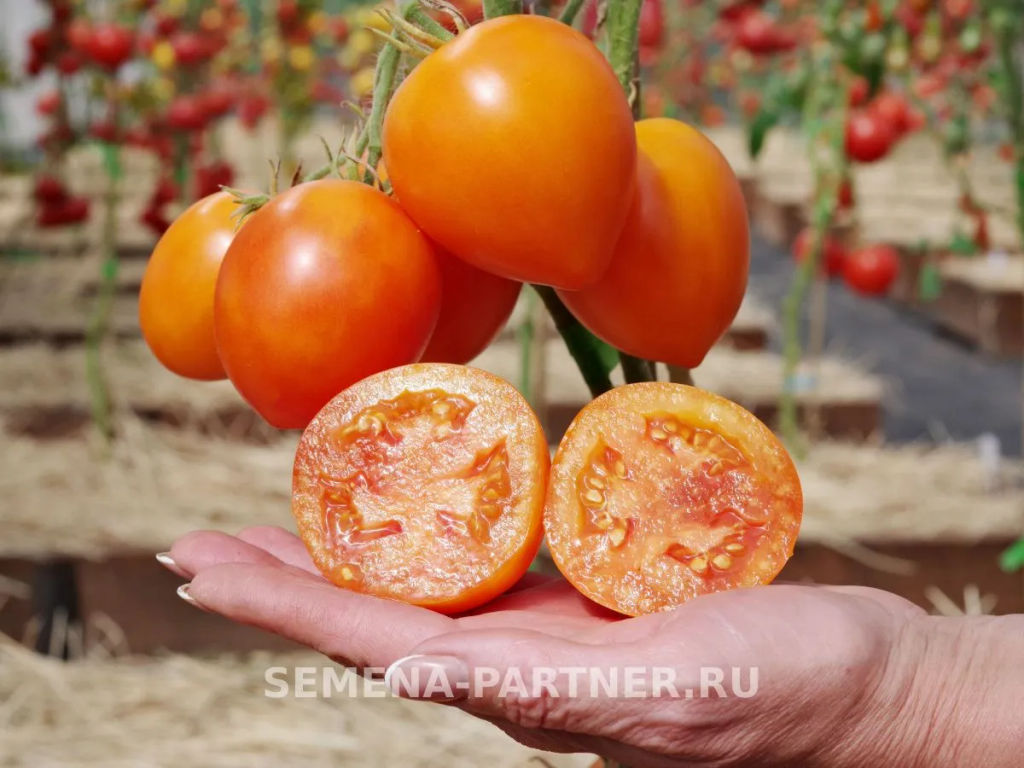 Томат Мальта - Партнер фото 5