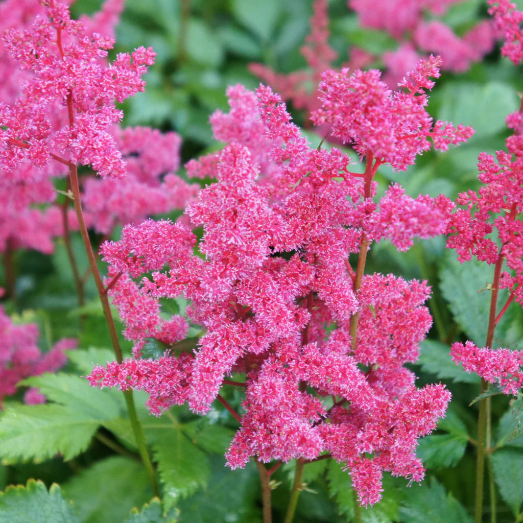 Астильба Koblenz (Японская) - Голландские луковицы фото 3