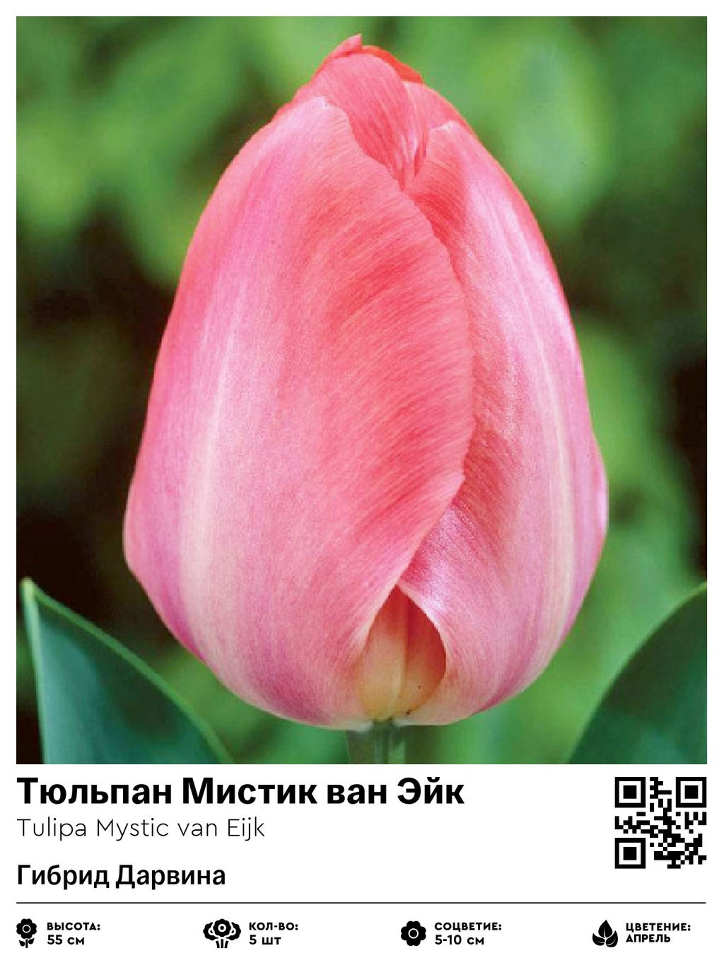 Тюльпан Mystic van Eijk (Гибрид Дарвина) - Голландские луковицы фото 3