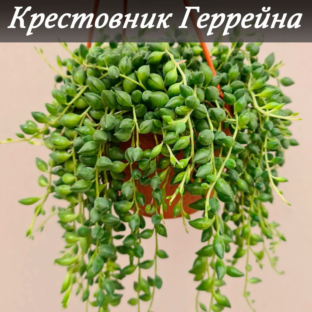 Крестовник Геррейна - 1000корней фото 2