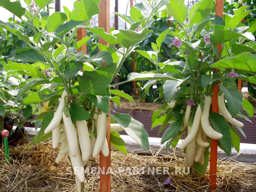 Баклажан Мотя - Партнер фото 3