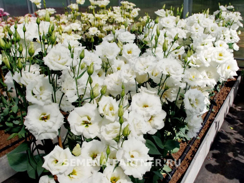 Эустома срезочная махровая молочно-белая Мадам Лорен - Партнер фото 7