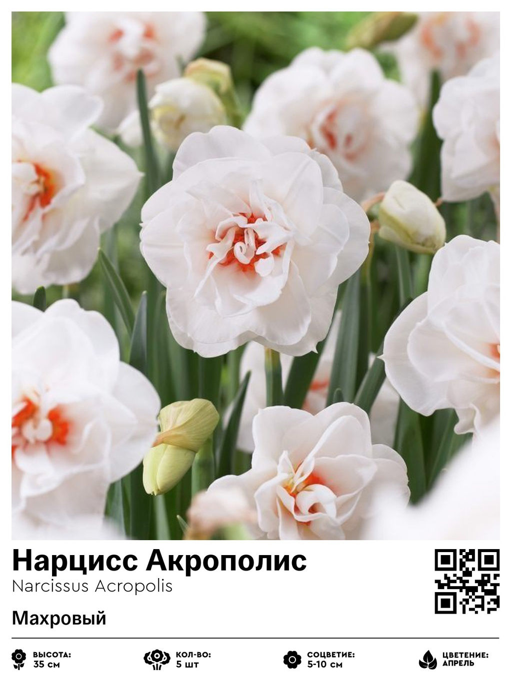 Нарцисс Acropolis (Махровый) - Голландские луковицы фото 2