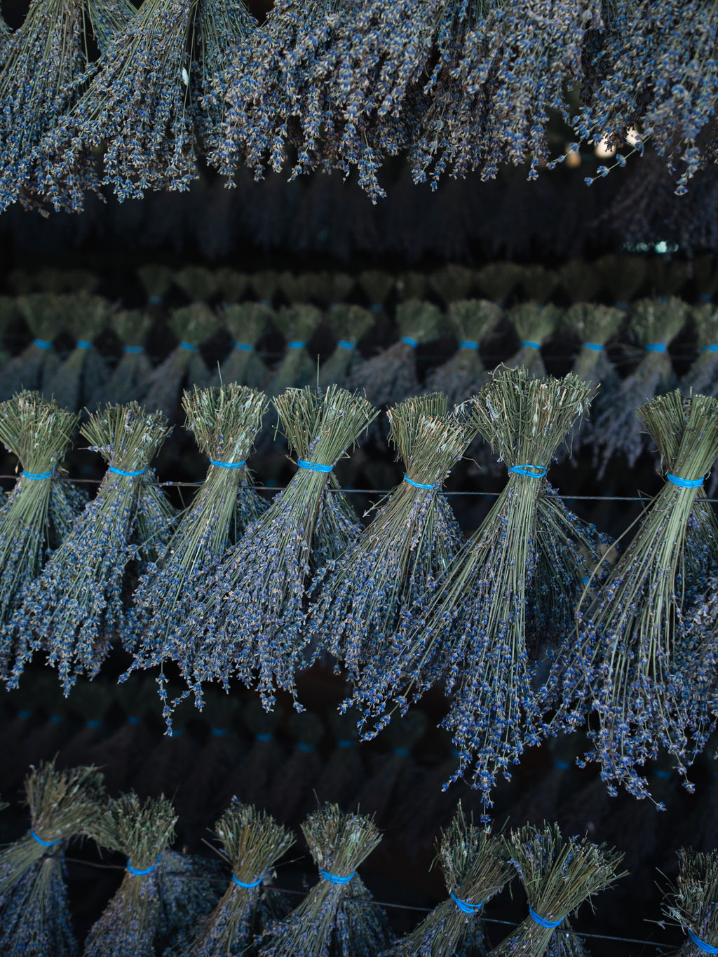 Букет лаванды крымской Синева - Травы горного крыма фото 12