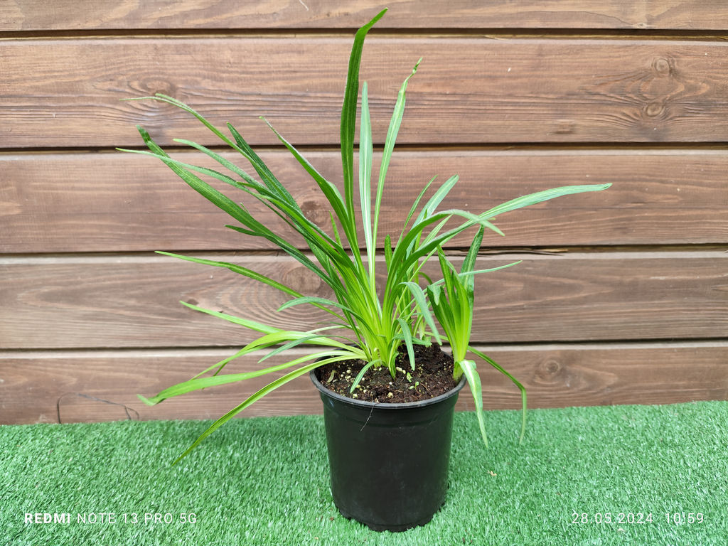 Лиатрис колосковидный (Spicata) 10шт - Долина роз фото 3